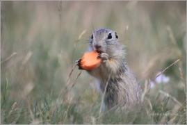 <p>SYSEL OBECNÝ (Spermophilus citellus) /European ground squirrel - Europäischer Ziesel/</p>